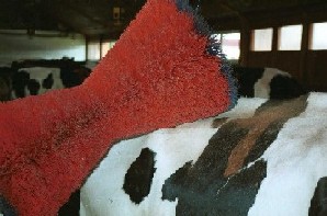 Happy Cow Koeborstel